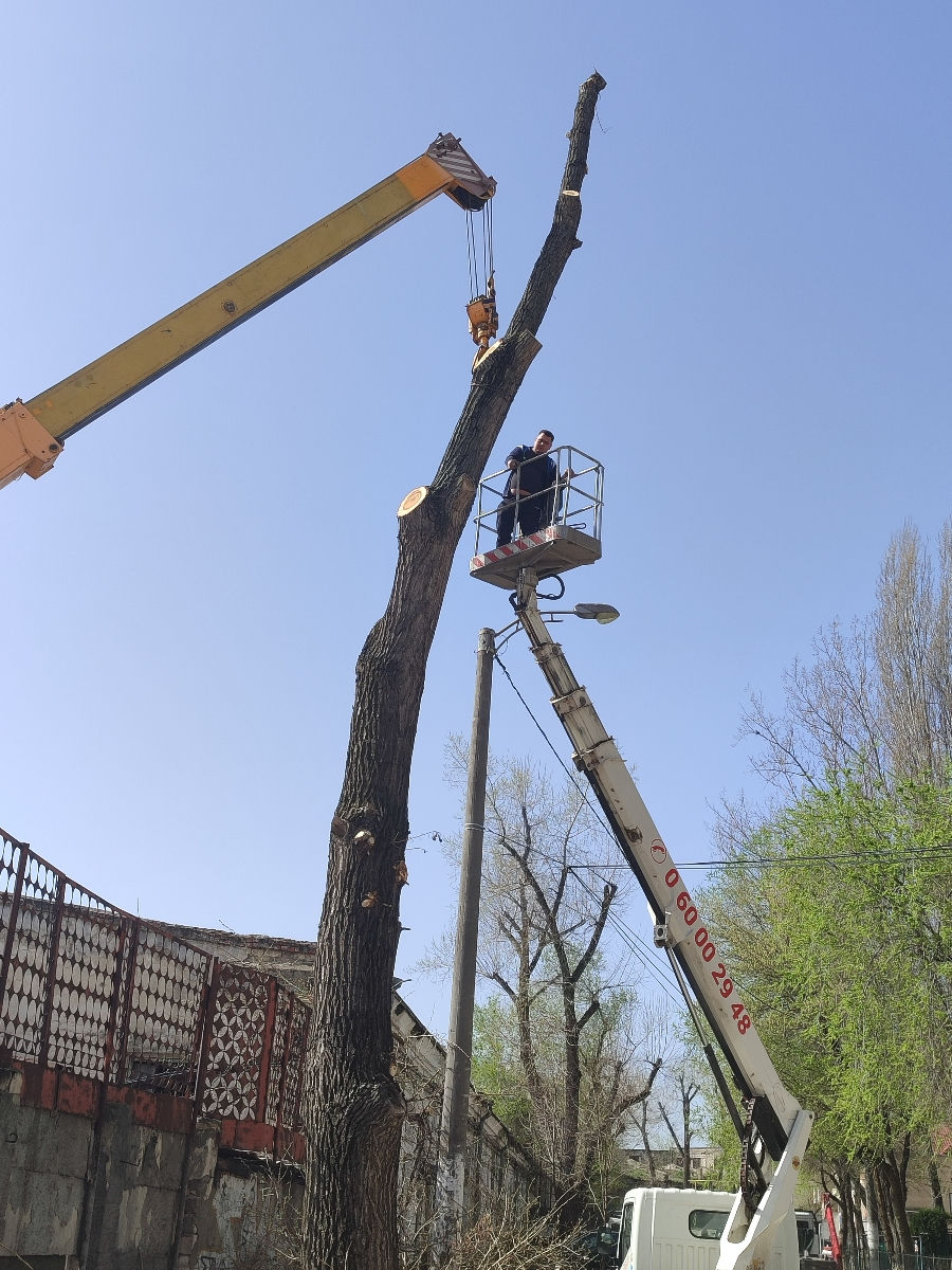 Doborîm arbori foarte mari și greu accesibili , lucrăm cu macaraua și autoturnul. foto 4