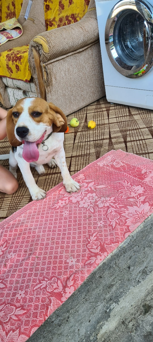 Mascul Beagle La împerechere foto 5