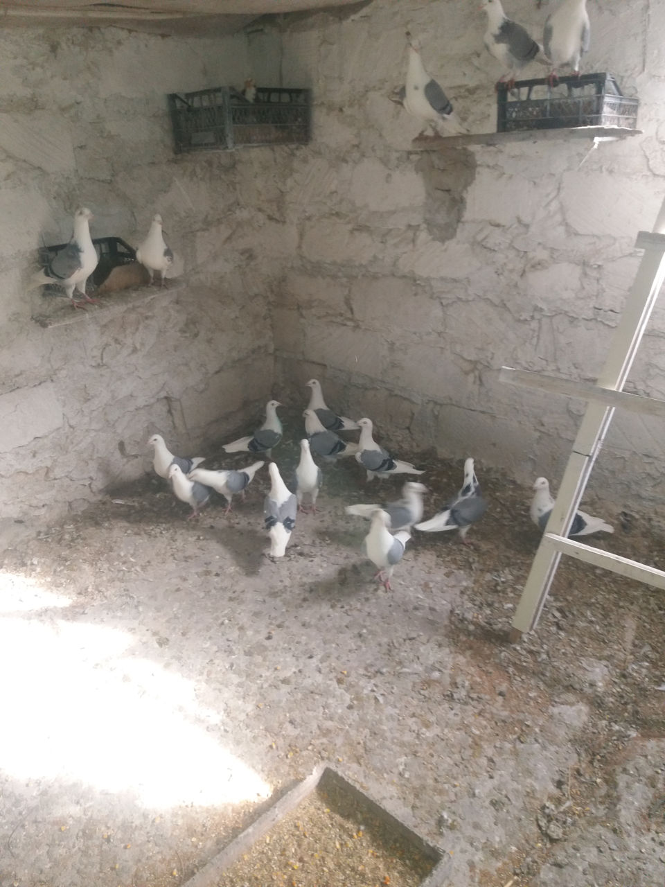 Se vind hulubi poștaș foto 4