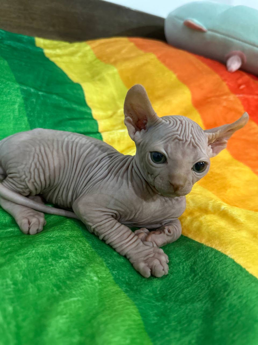 Котёнок Sphynx Elf фото 1