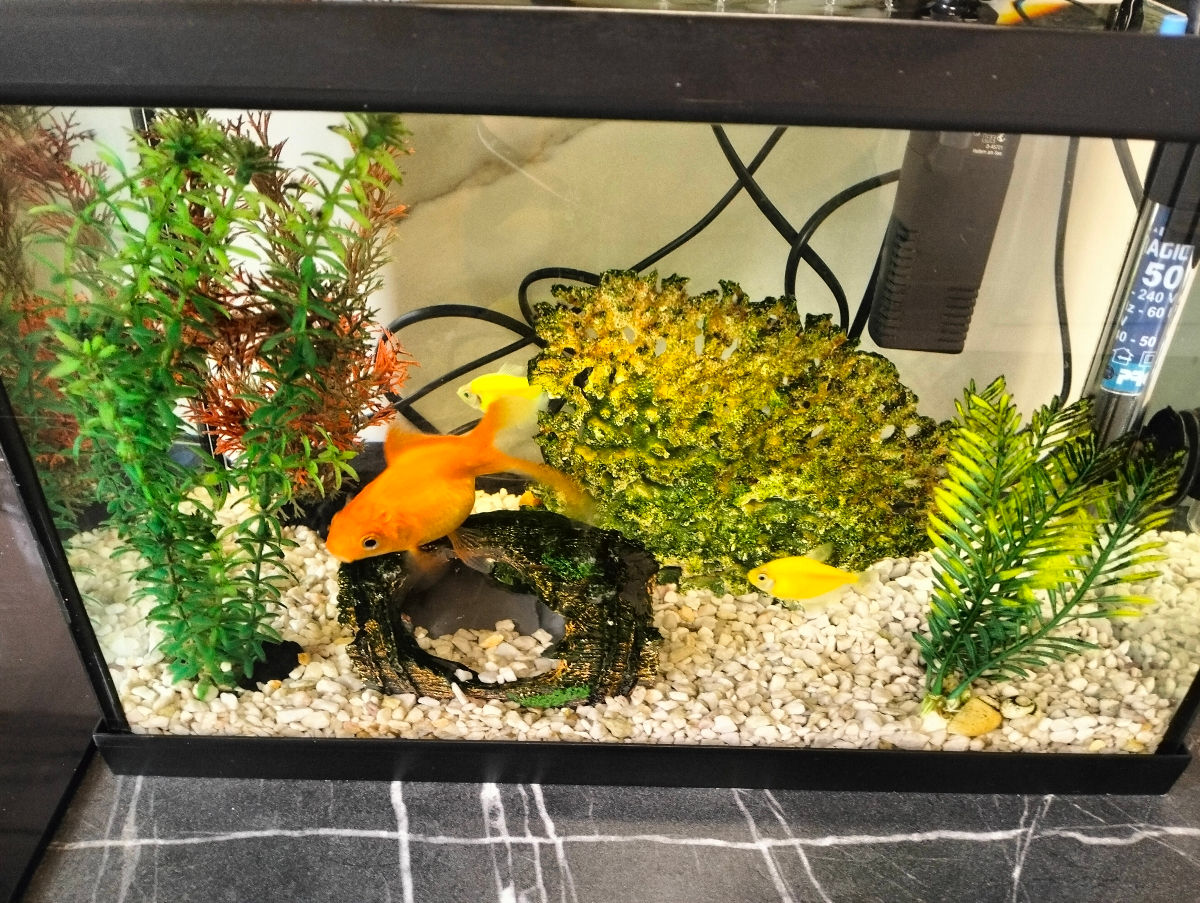 Acvarium cu pesti foto 6