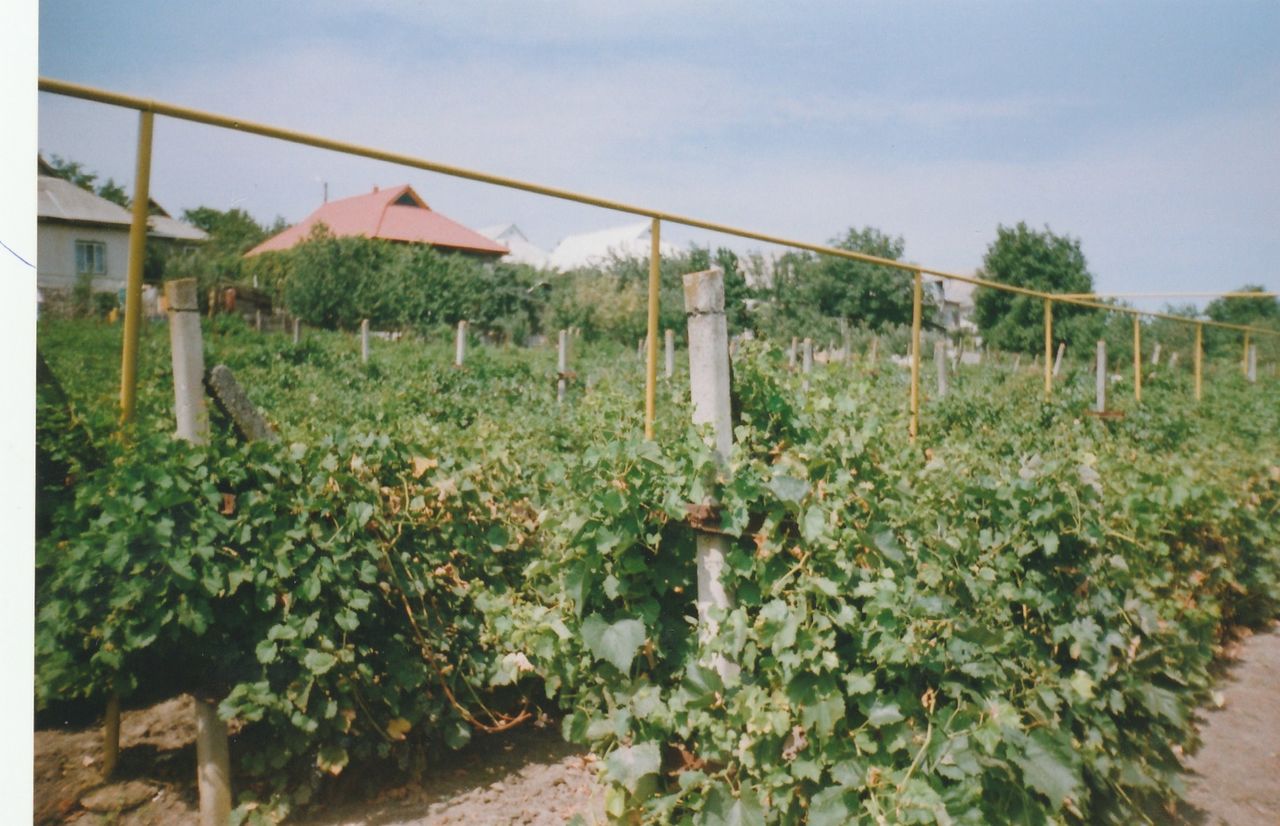 Продам дом в Каушанах. Vand casa in Causeni foto 0