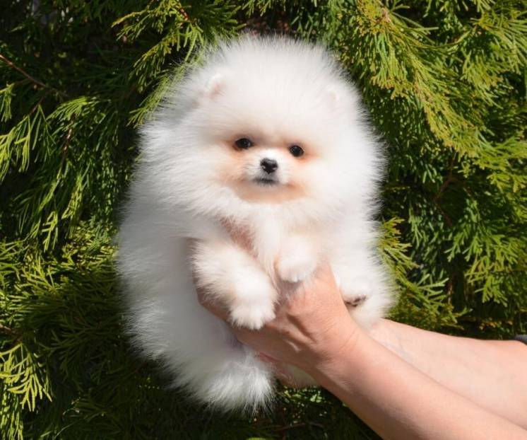 Мини(toi spitz Pomeranian) foto 3