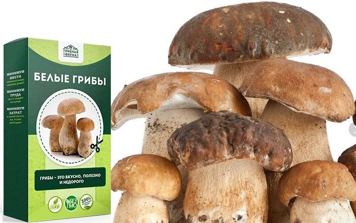 Набор для выращивания грибов Домашняя Грибница