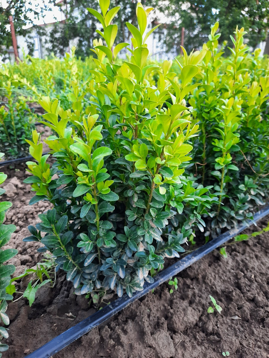 Buxus foto 3