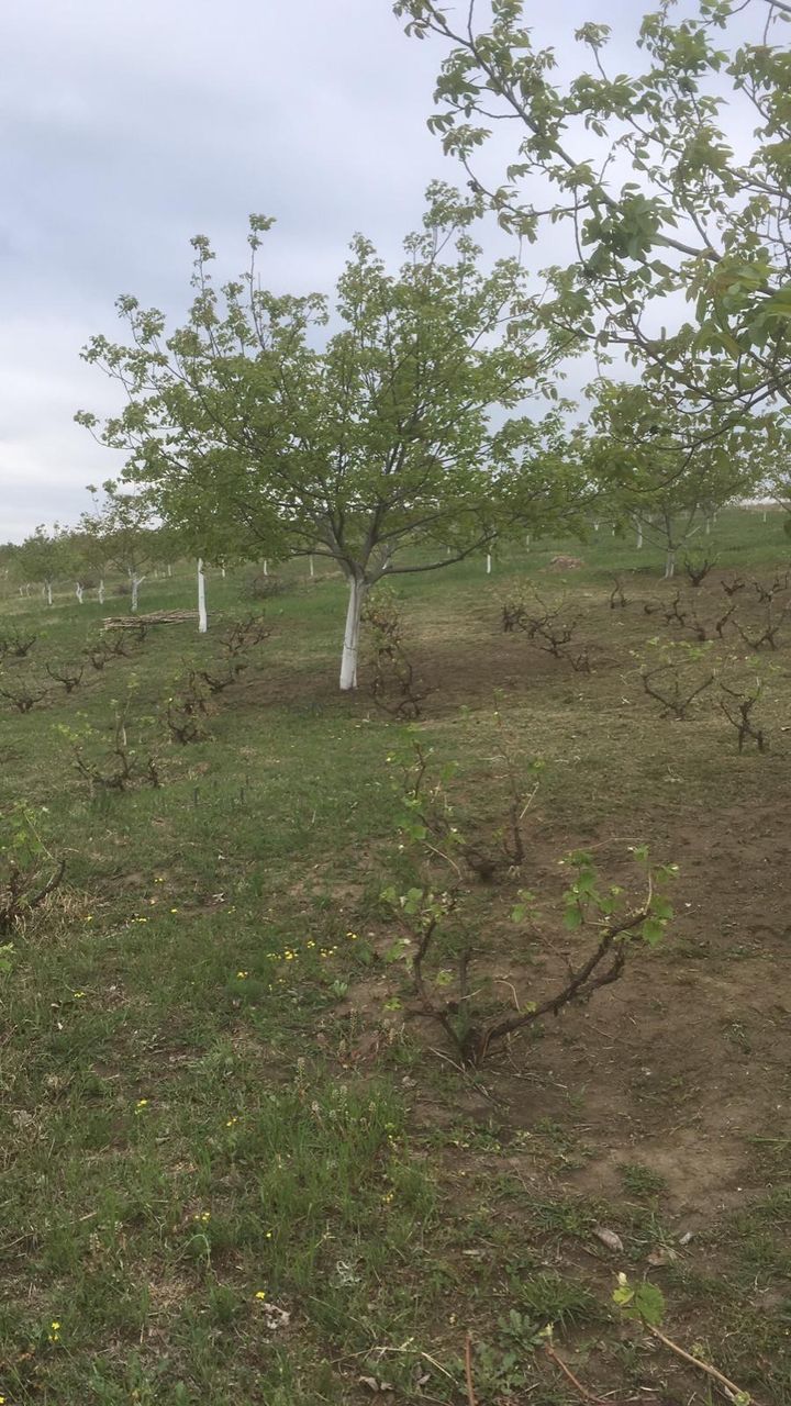 Livada de nuci roditori, Teren agricol фото 0