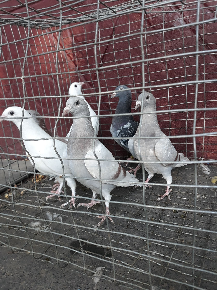 Голуби  foto 1
