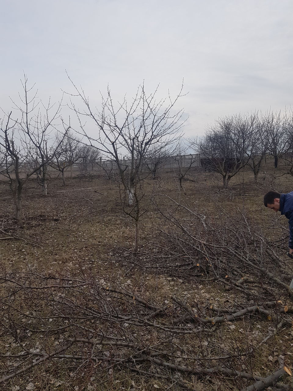 Curatenie pe teren Curatenie in gradina  Уборка огорода foto 4