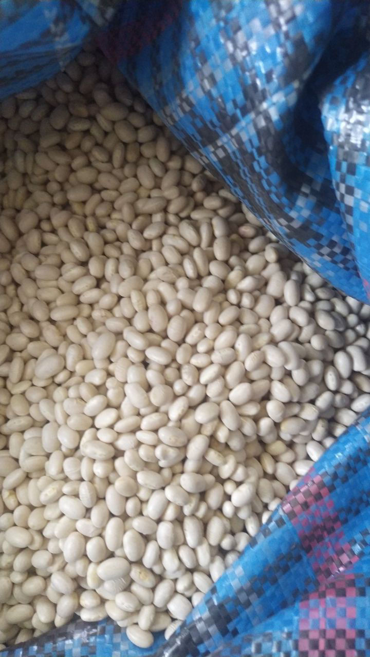 Продам фасоль