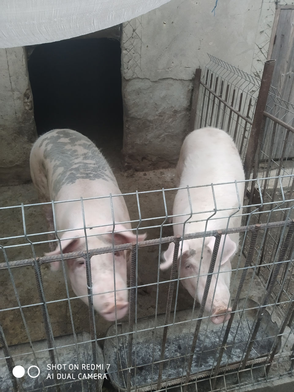 Продам свинью на мясо