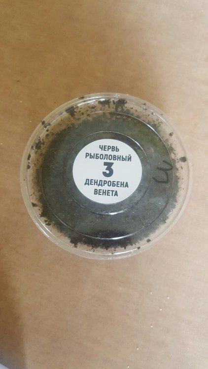 Рыболовный червь Дендробена