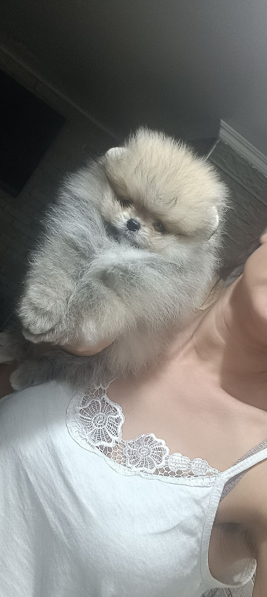 Срочно!!!spitz pomeranian(mini toy) foto 1