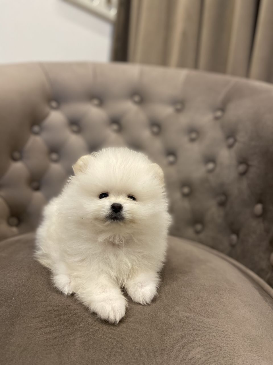 Spit Pomeranian foto 3
