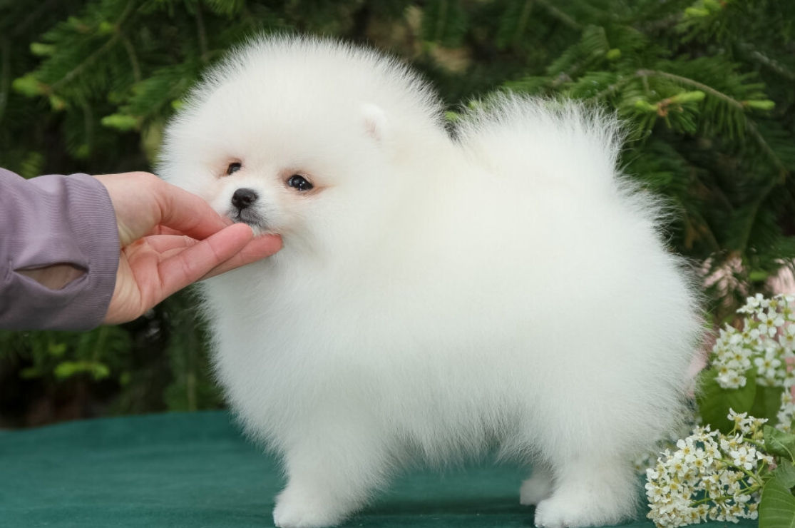 Мини(toi spitz Pomeranian) foto 4