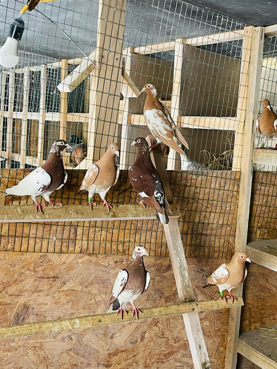Porumbei Karel meulemans, voiajori stil vechi, voiajori italieni de expoziție foto 1