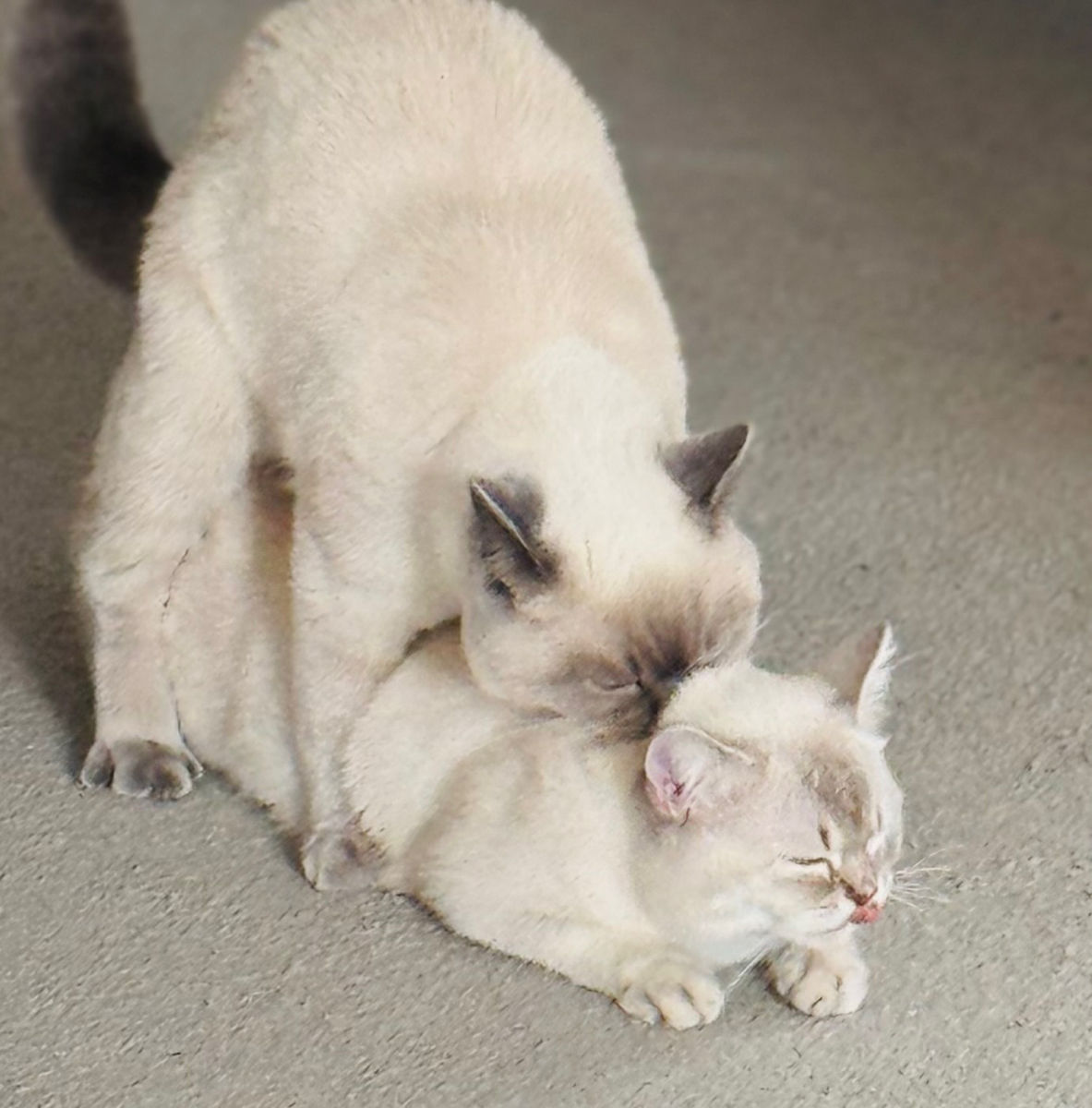 Motan de rasă pentru împerechere ( monta)– invităm pisici acasă la noi.  Кот для вязки ! фото 7