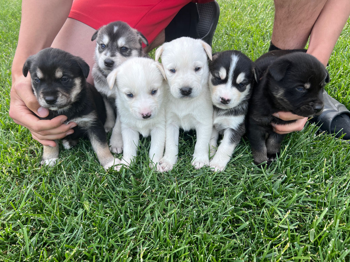 Vînd Metis Labrador & Husky foto 3