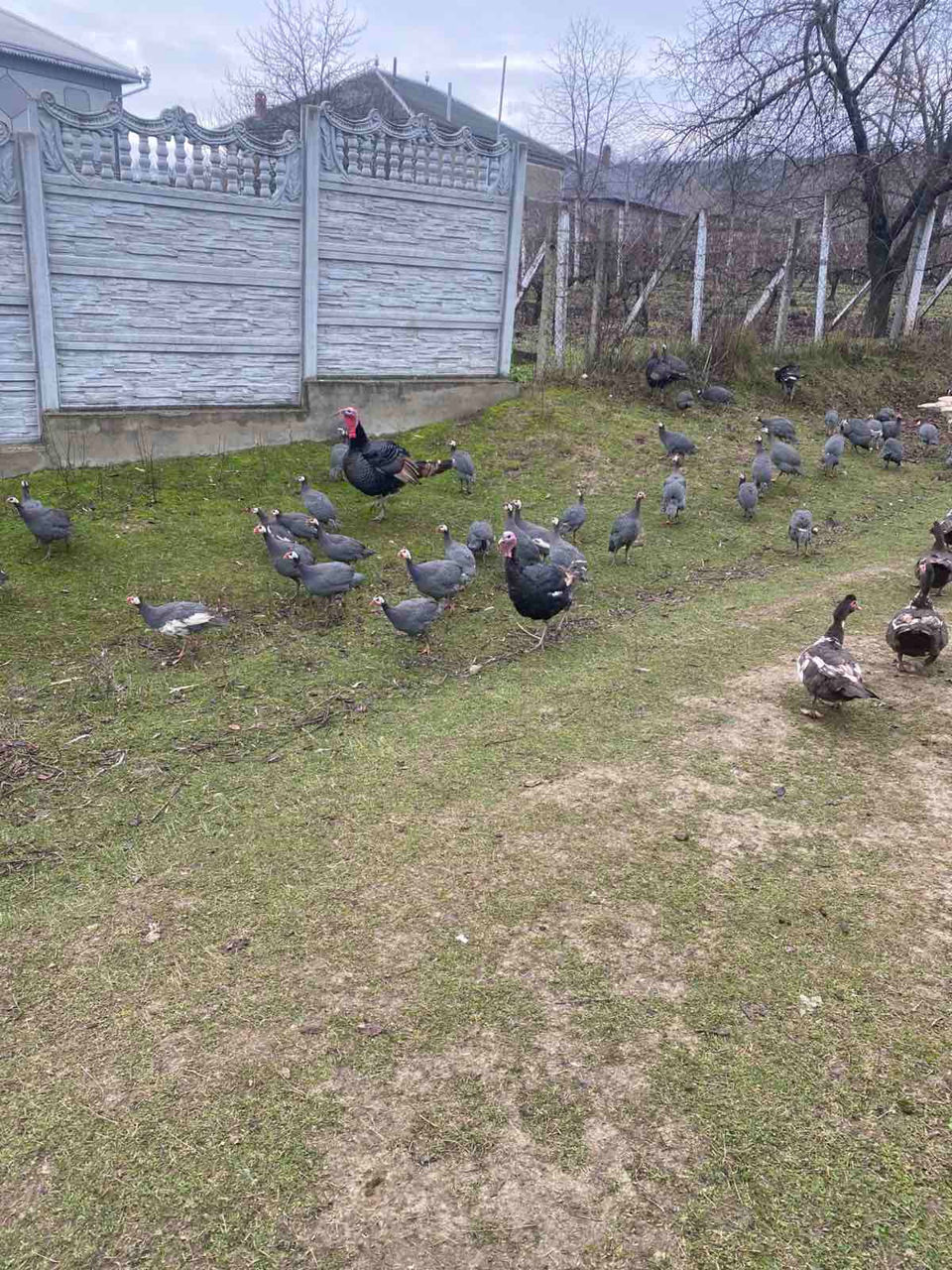 Avem în vinzare curcani curci bibilici rate mute giste hulubi epuri foto 7