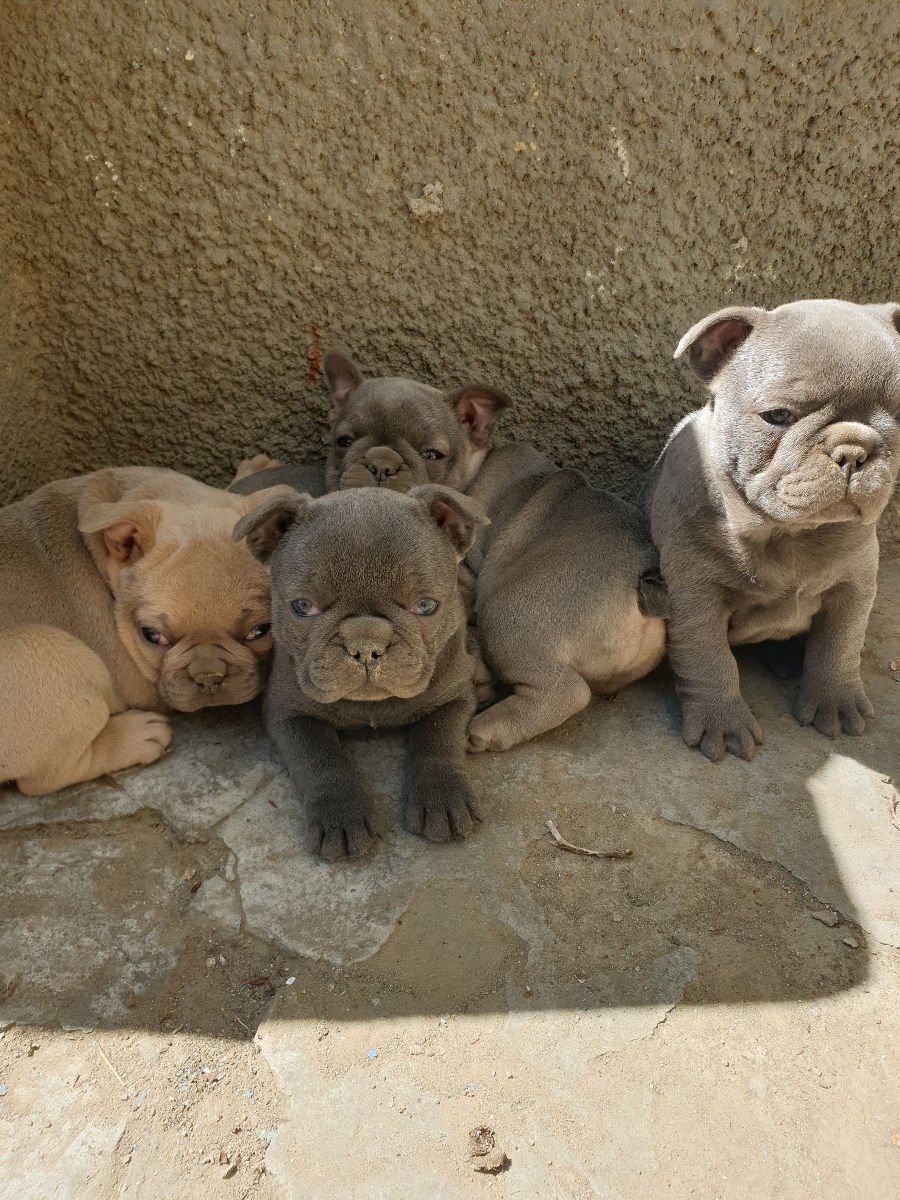 Buldog Francez  фото 0