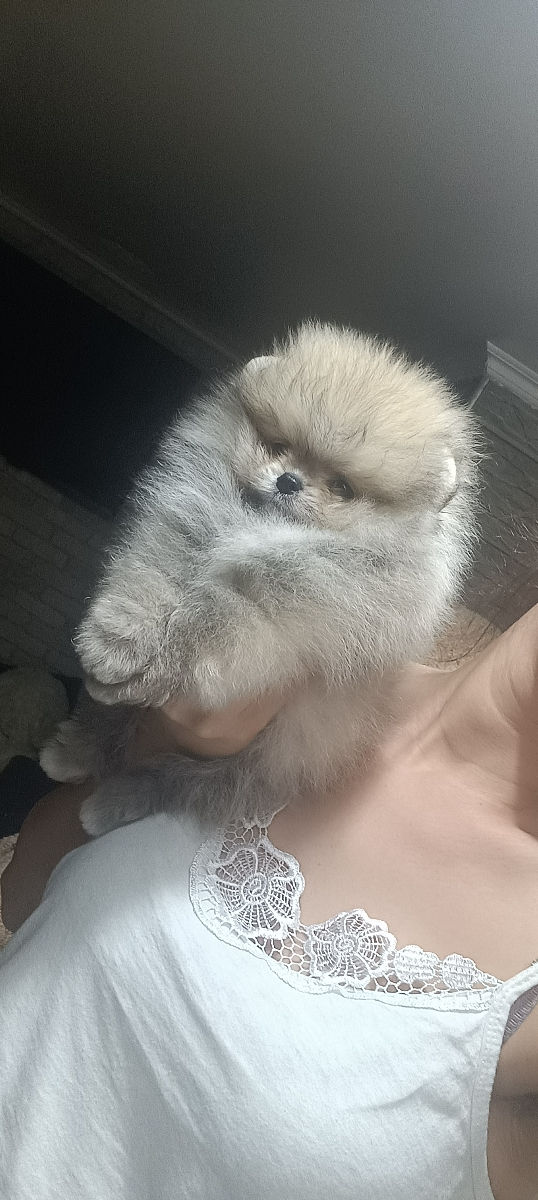 Срочно!!!spitz pomeranian(mini toy) foto 0