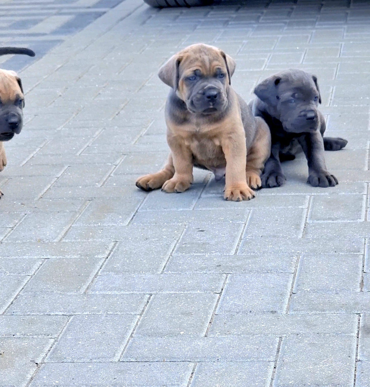 Cane corso pui FCI foto 7