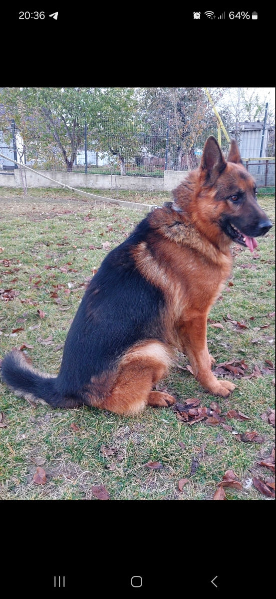 Vind catei de rasa Ciobanesc German virsta 2 luni foto 0