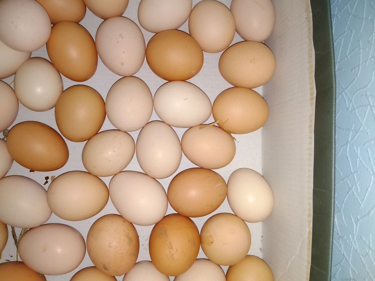 Купить инкубационное яйцо кучинской. Инкубационное яйцо несушки. Яйца куриные инкубационные. Инкубаторные яйца куриные. Домашние куриные яйца.