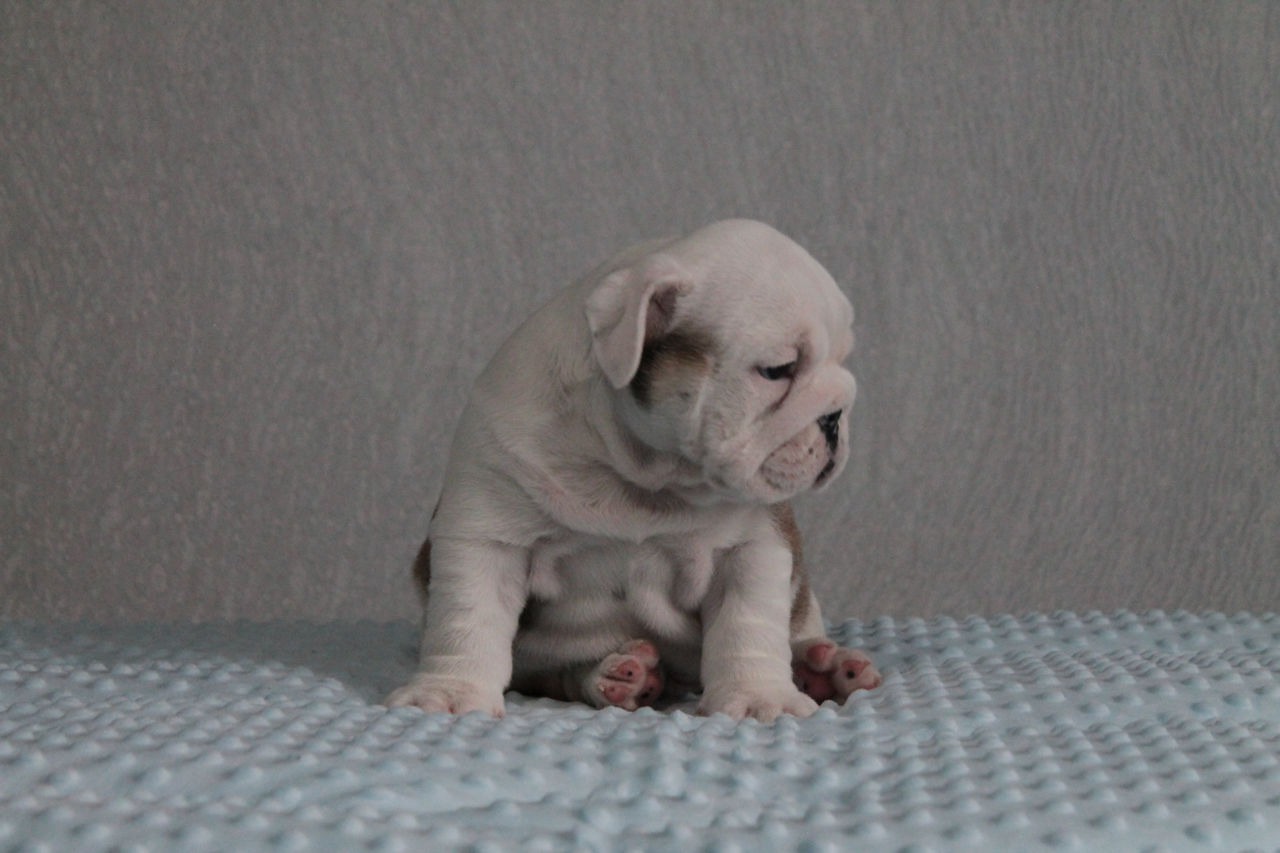 Cățeluși de Bulldog Englez foto 4