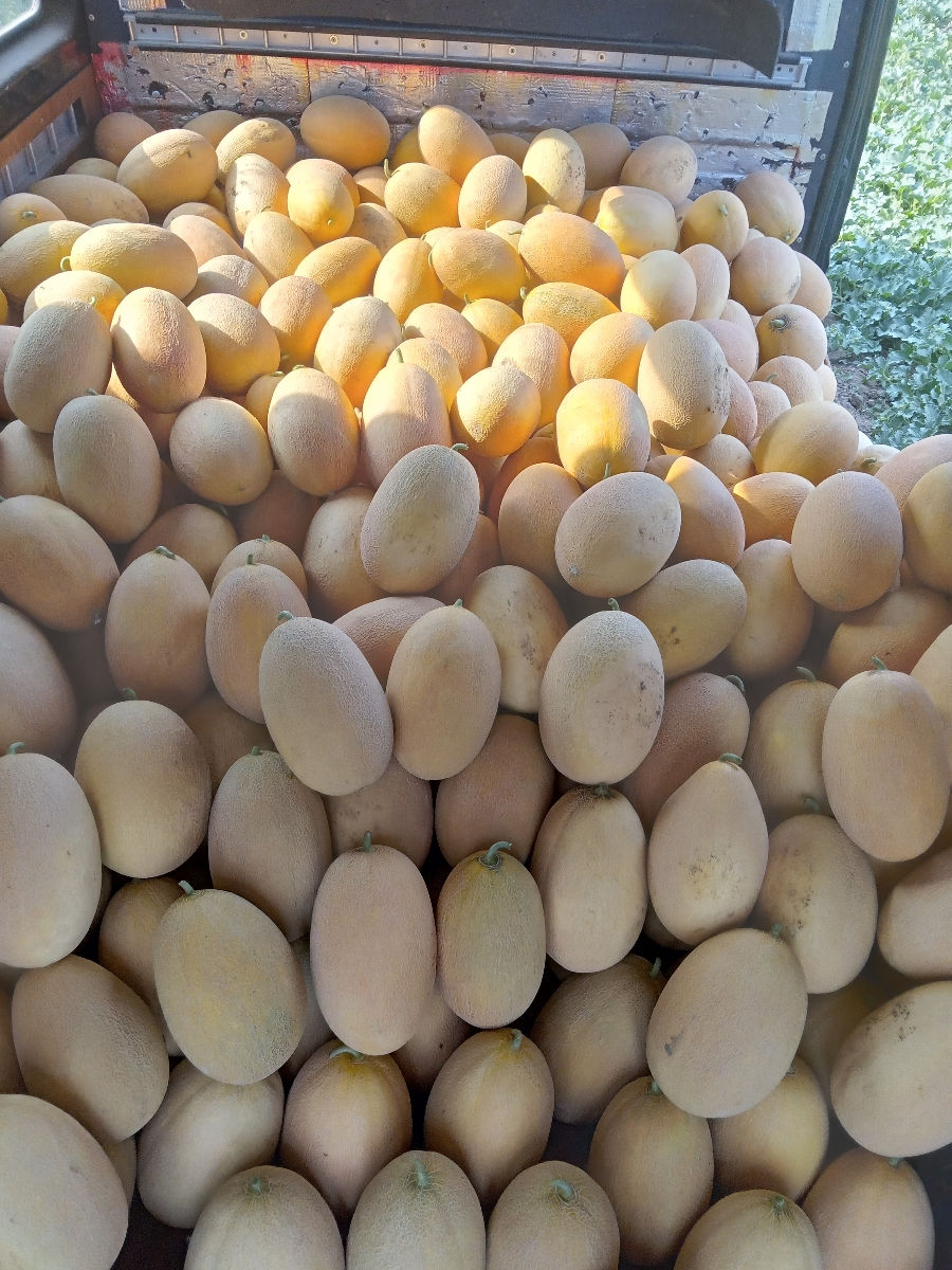 Pepene galben si rosu zamos foto 4