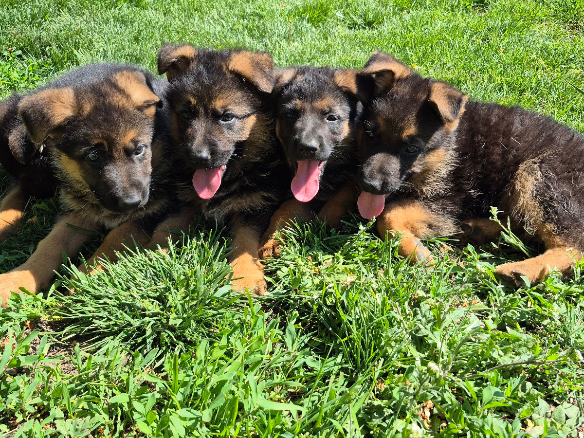 Vind catei de rasa Ciobanesc German virsta 2 luni foto 3