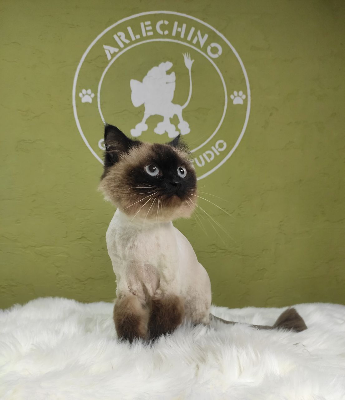 "Arlechino Grooming Studio". Buiucani. Îngrijirea pisici. foto 7