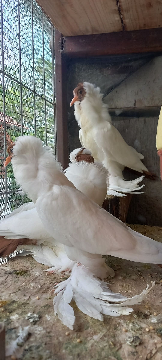 Porumbei фото 0