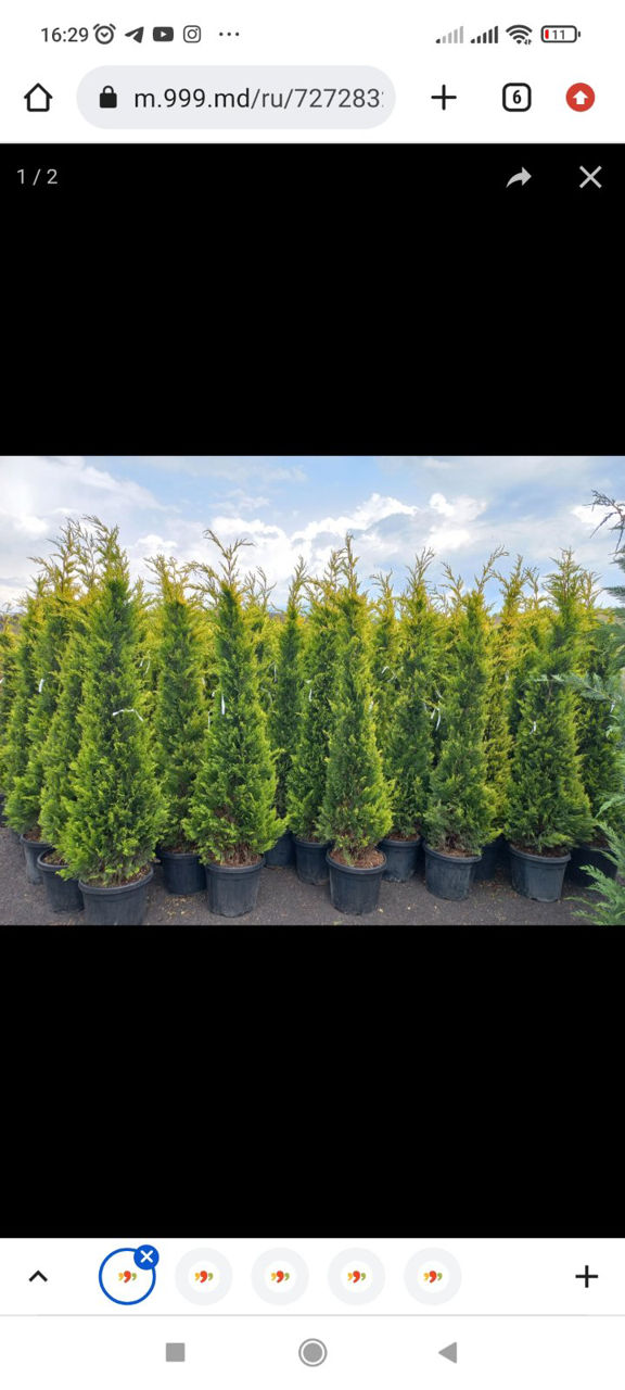 Plante cupresociparis leilandii фото 0