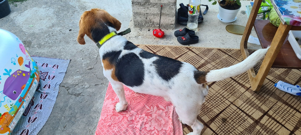 Mascul Beagle La împerechere foto 1