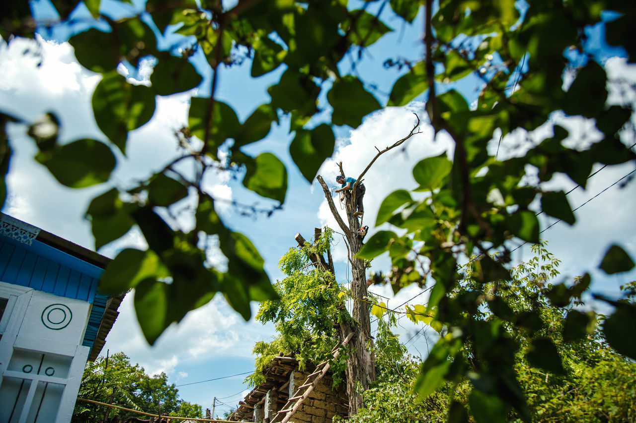 Defrisare arbori de orice dimensiuni si greutate.Arborist/Распиловка деревьев в труднодоступных мест foto 8