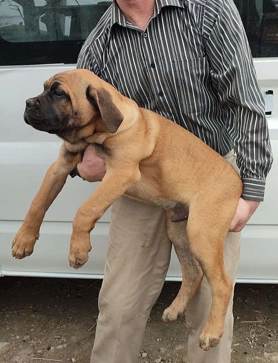 Cane corso  foto 0