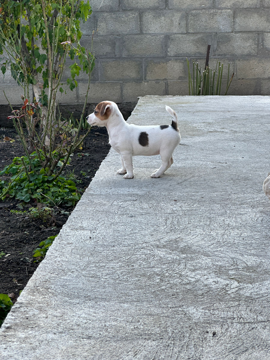 Jack Russell Terrier  foto 8