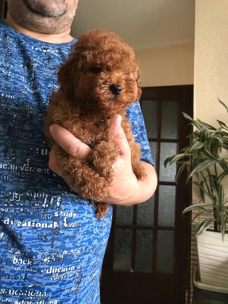 Toy pudel (toy poodle) foto 0