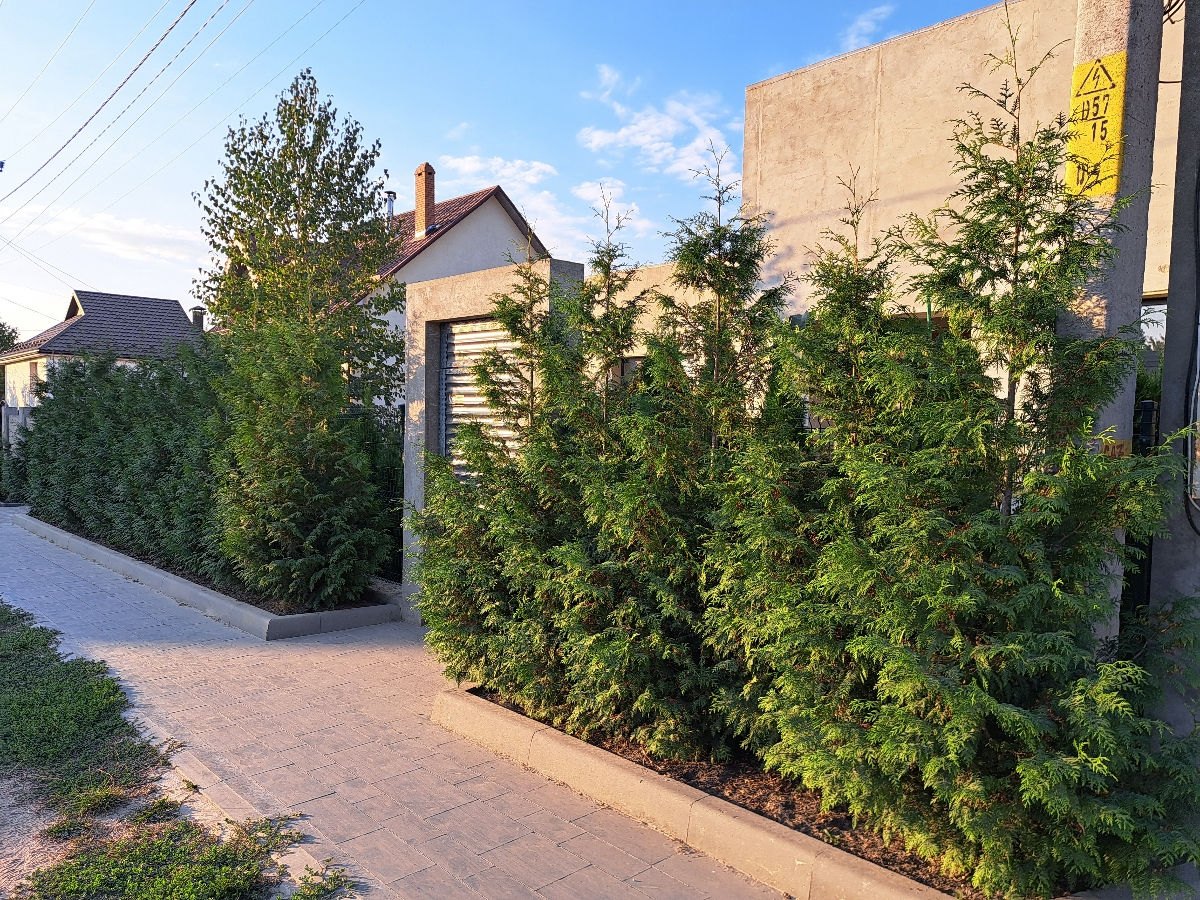 Thuja Brabant foto 5
