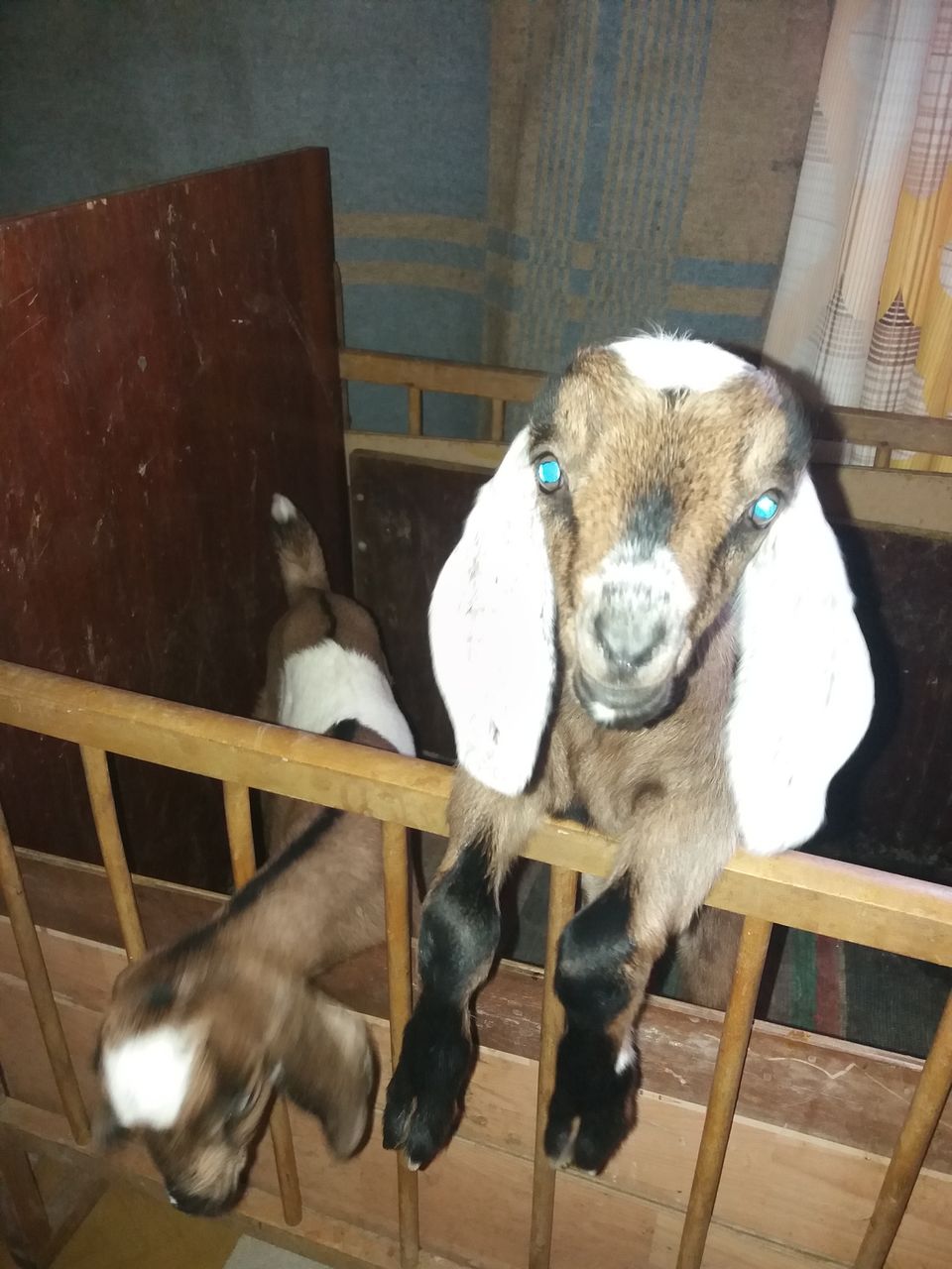 продам козлята