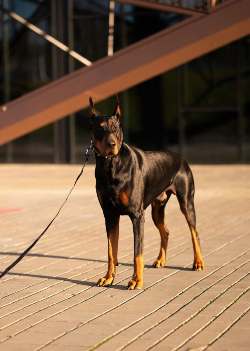 Doberman  foto 8