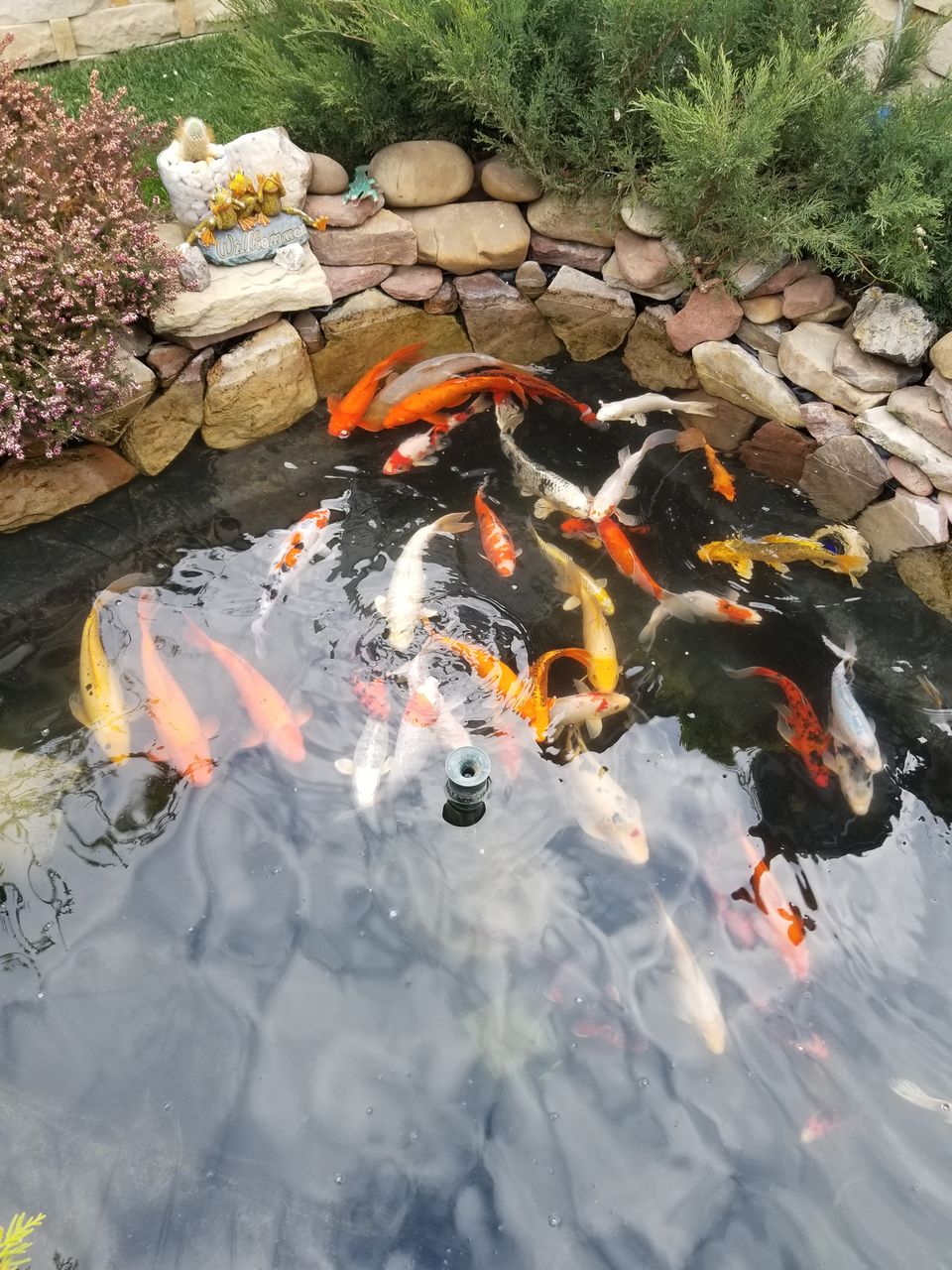 Karp-Koi peşti de vânzare ( avem și micuți ) foto 0