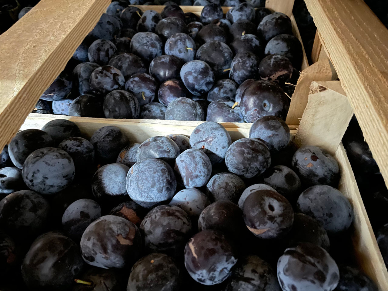 Nectarin / нектарин Pruna/ слива