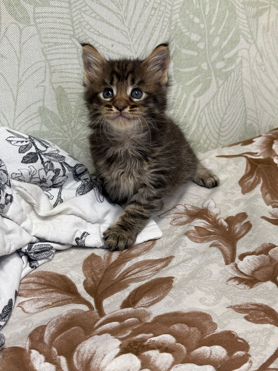 Котята Майн Кун , ищут семью фото 3