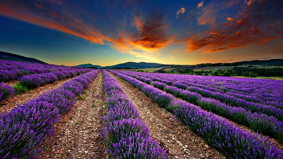 Se vinde Combina de lavanda Bonino BE400 foto 1