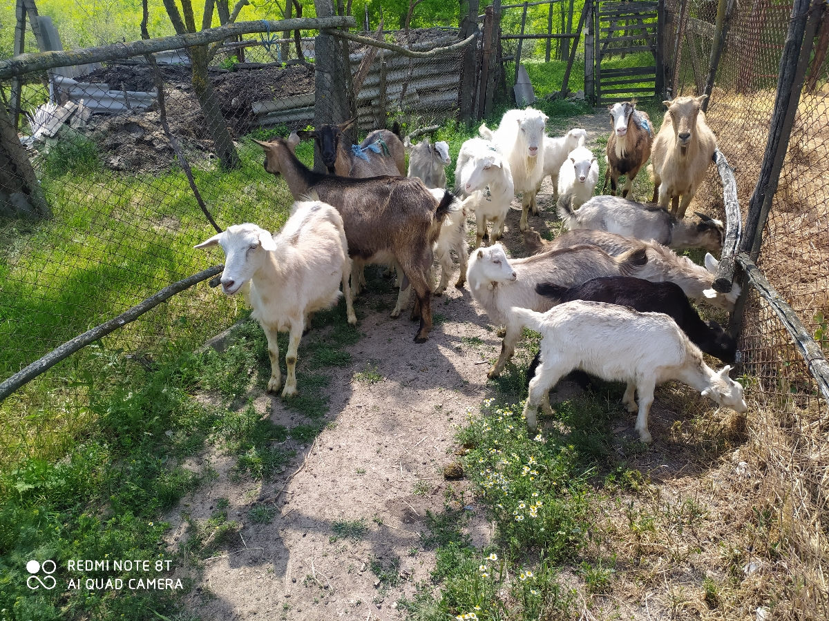 Продаем небольшое стадо  двойных коз европейских пород foto 0