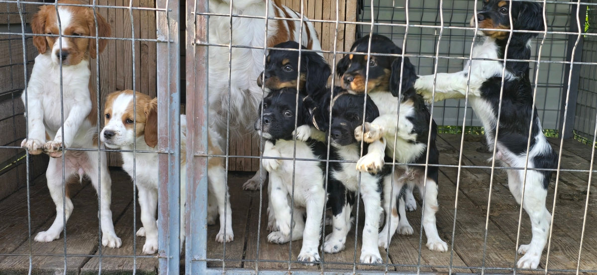 Ciini de vânătoare  foto 0