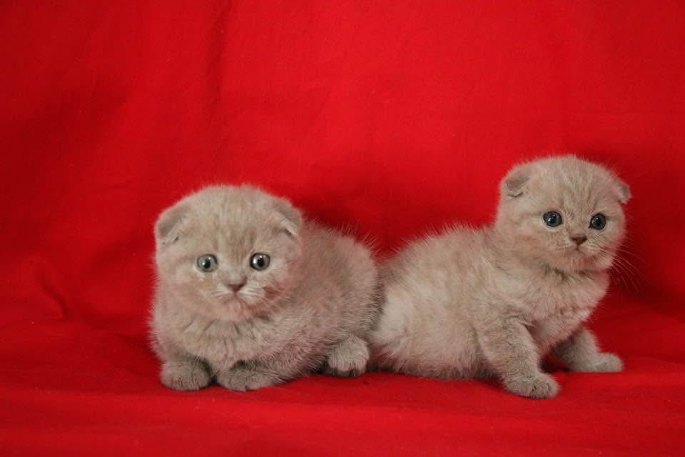 Кот лиловый вислоухий! Бельцы.  фото 6