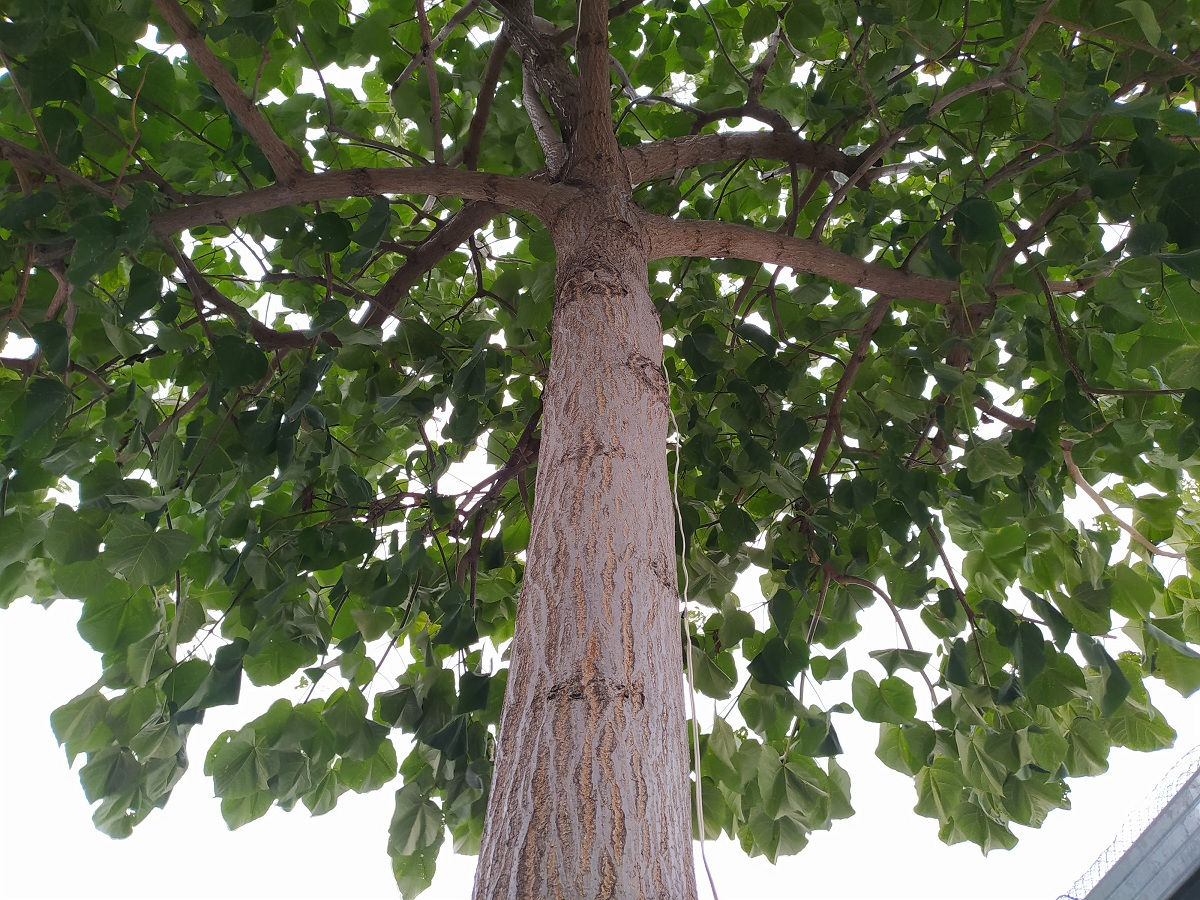 Paulownia.Puieti.Павловния.Саженцы.Алюминиевое дерево.Чудо-дерево павловния. фото 0