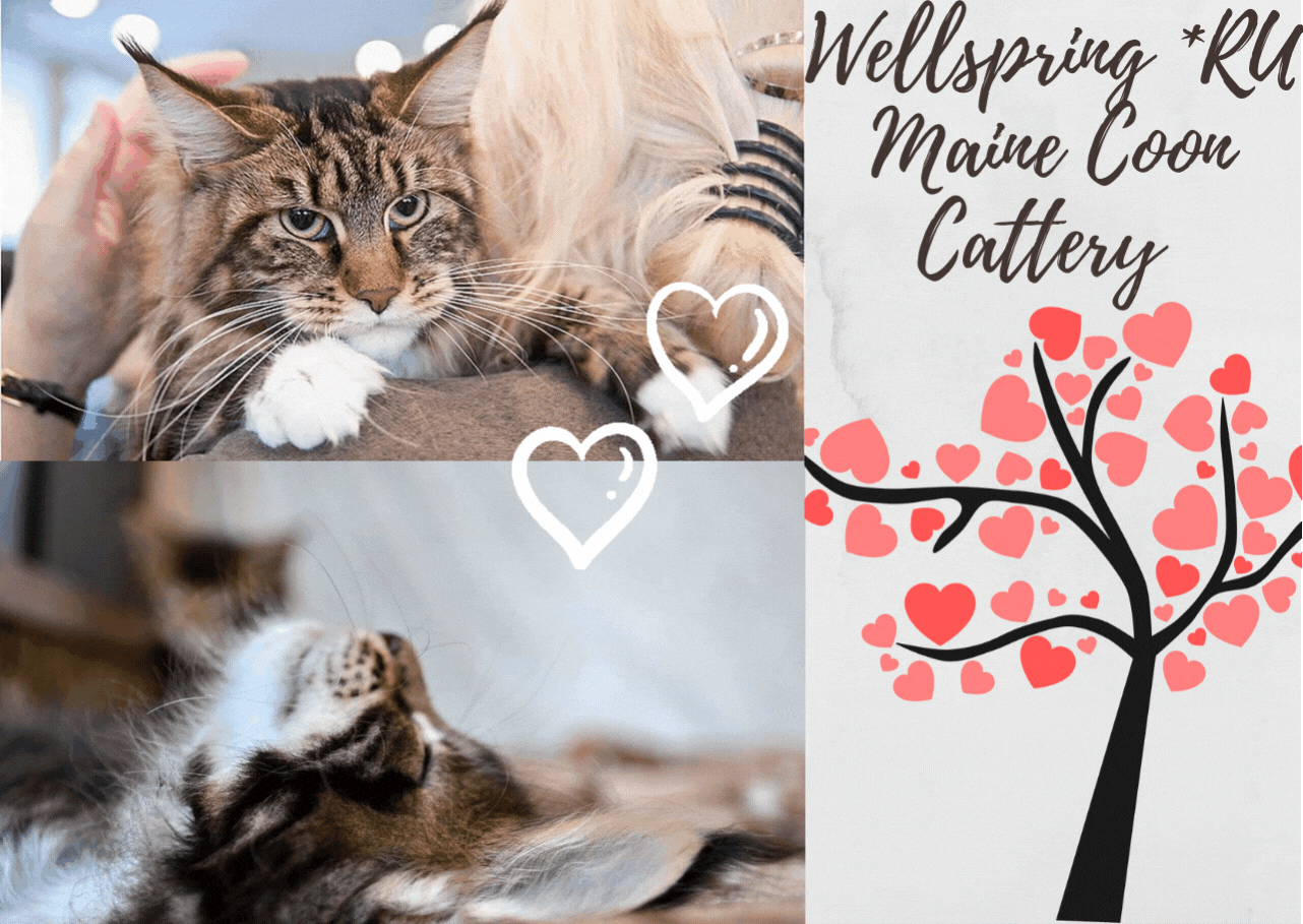 Котята породы Maine Coon! На сообщения не отвечаю! foto 9